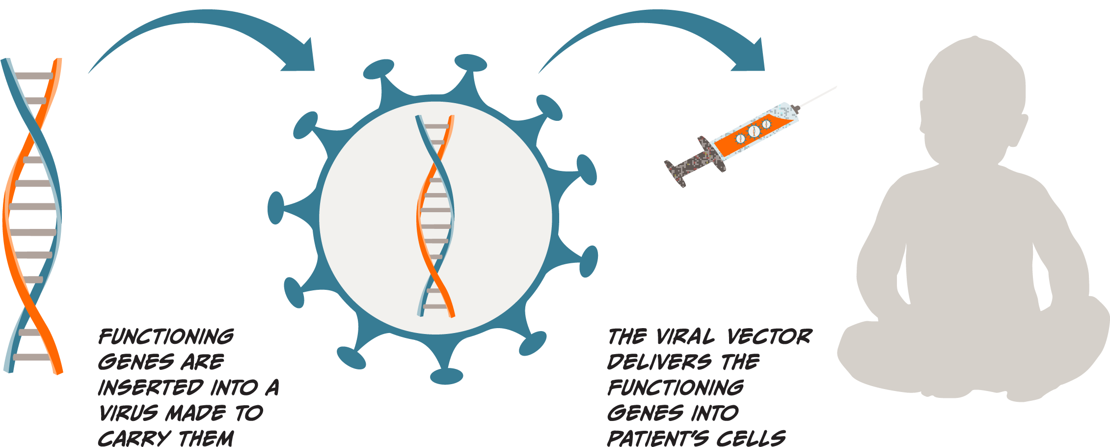 Illustrative diagram showing two steps for how gene therapy works. One, functioning genes are inserted into a virus made to carry them, a double helix and virus cell are illustrated with an arrow pointing to the next step. Two, The viral vector delivers the functioning genes into the patient's cells, with a syringe containing the viral vector near an illustration of the patient.